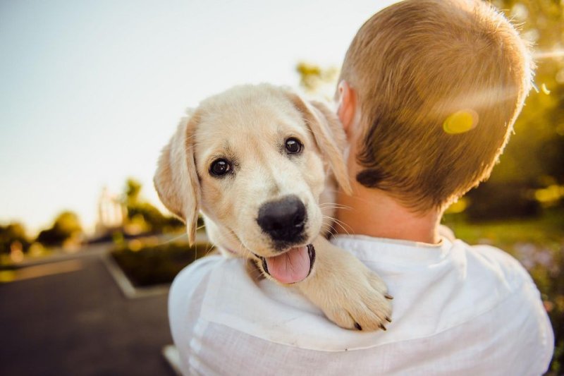 Trained therapy animals often enhance well-being for individuals diagnosed with mental illnesses, but they are selected and taught to be friendly, obedient and have a relaxed personality trait, researchers noted. Photo by Helena Sushitskaya/Pixabay